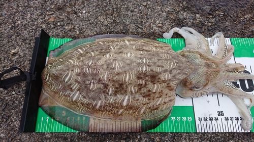 モンゴウイカの釣果