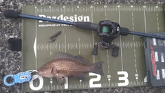 オオモンハタの釣果