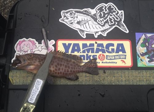 オオモンハタの釣果