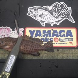 オオモンハタ
