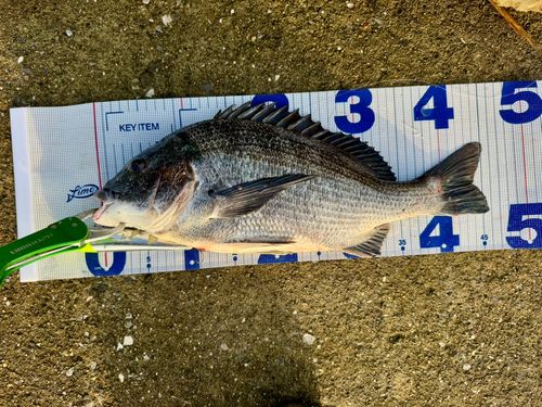 クロダイの釣果