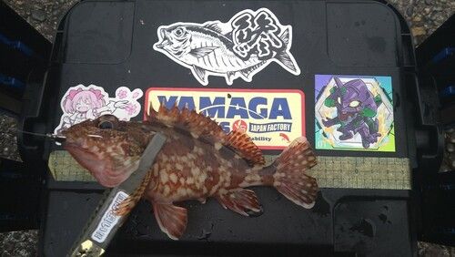 カサゴの釣果