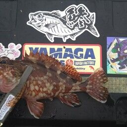 カサゴ