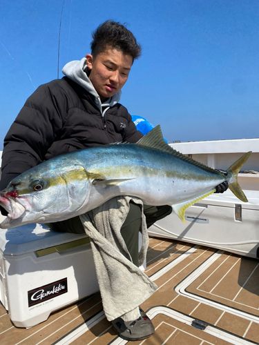 ヒラマサの釣果