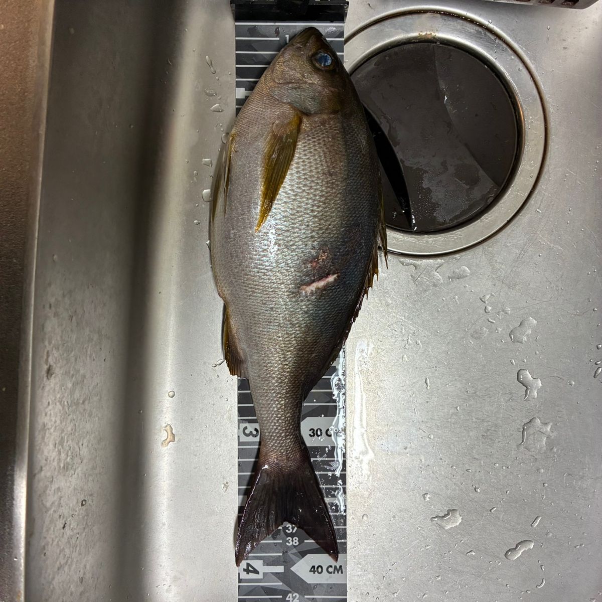 やす淡路島アングラーさんの釣果 3枚目の画像