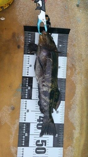 アイナメの釣果