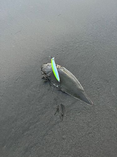シタビラメの釣果