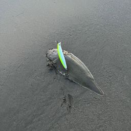 シタビラメ