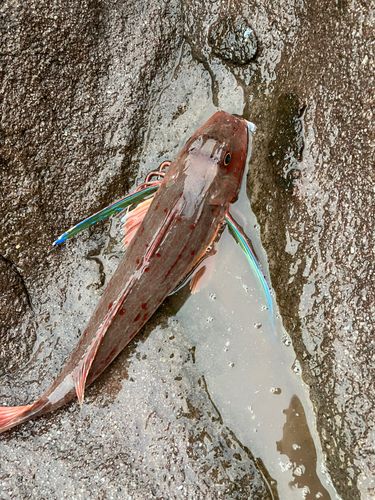 ホウボウの釣果