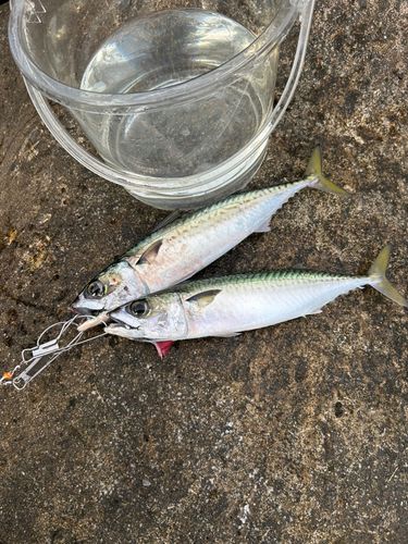 サバの釣果