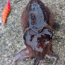 マツバイカ