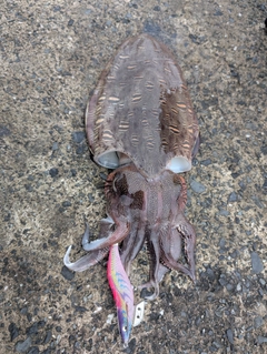 モンゴウイカの釣果