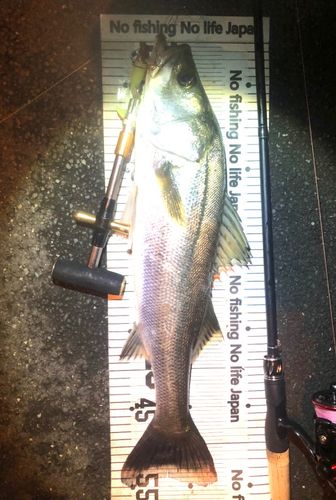 シーバスの釣果