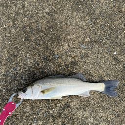 セイゴ（マルスズキ）