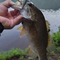 スモールマウスバス