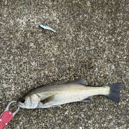 セイゴ（マルスズキ）