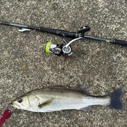 セイゴ（マルスズキ）