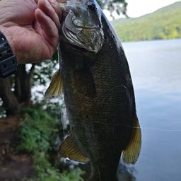 スモールマウスバス