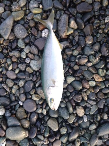 ワカシの釣果