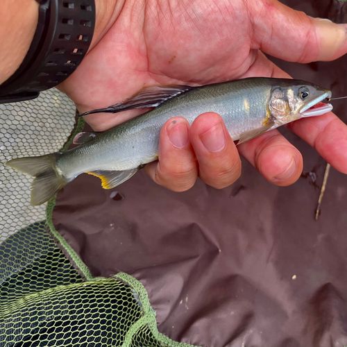 アユの釣果