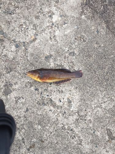 アイナメの釣果