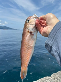 シロアマダイの釣果