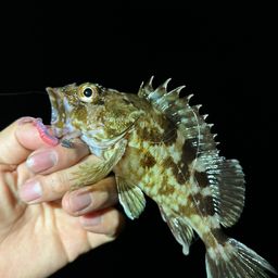 ガシラ
