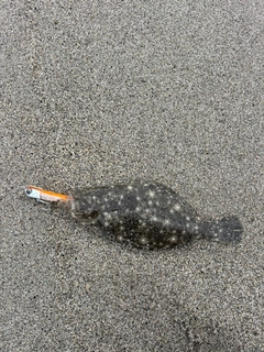 ソゲの釣果