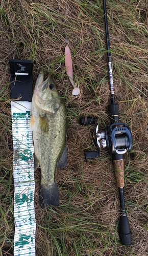 ラージマウスバスの釣果