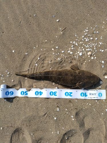 マゴチの釣果