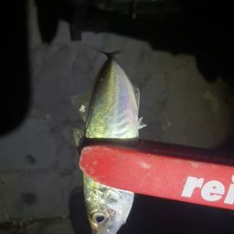 アジ