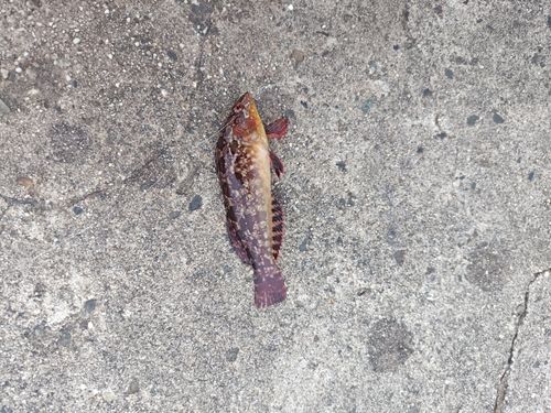 アイナメの釣果