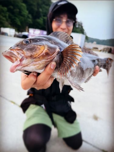 アイナメの釣果