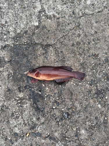 アイナメの釣果