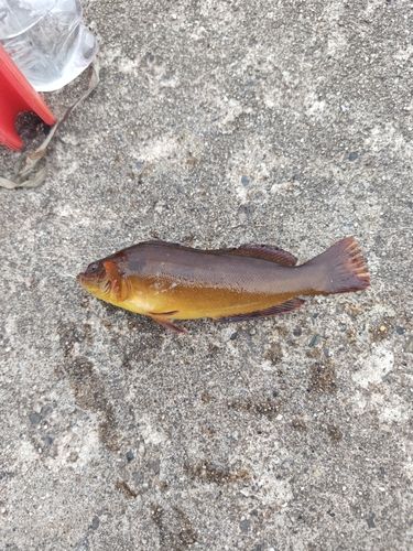 アイナメの釣果