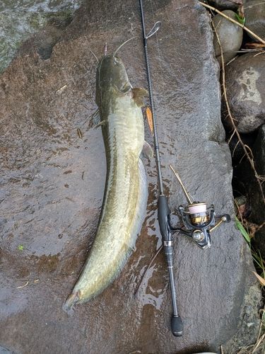 ナマズの釣果