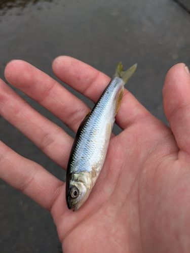 カワムツの釣果
