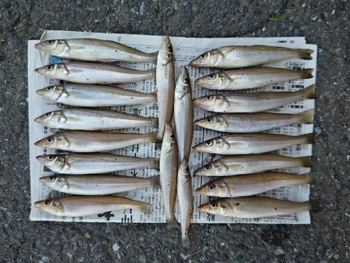 キスの釣果