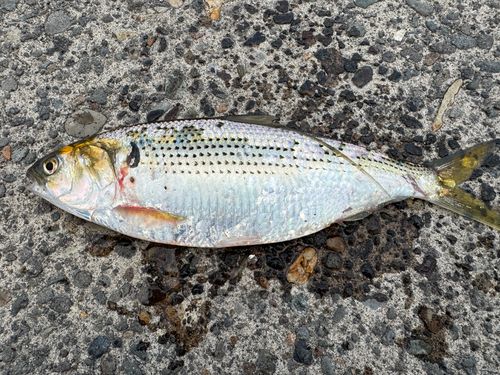 コノシロの釣果