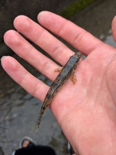 カマツカの釣果
