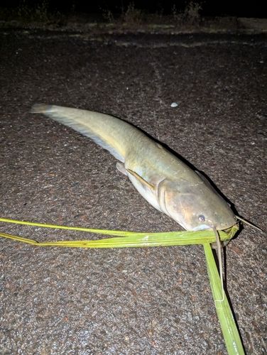 ナマズ