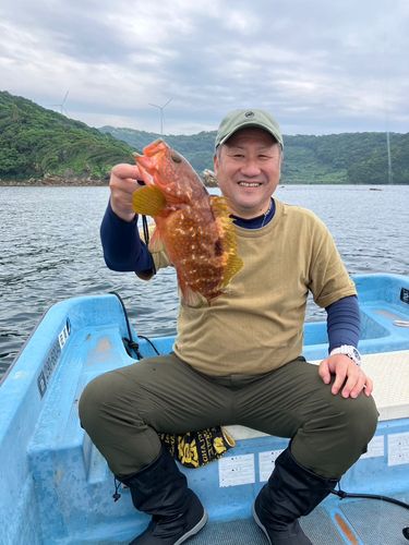 アコウの釣果