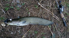 ナマズの釣果