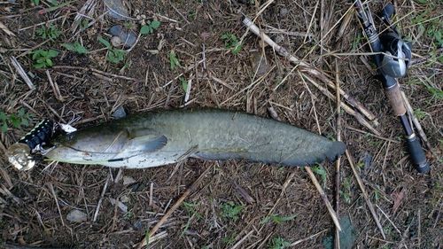 ナマズの釣果