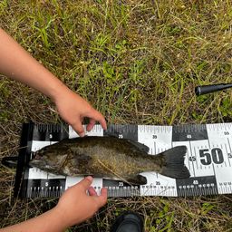 スモールマウスバス