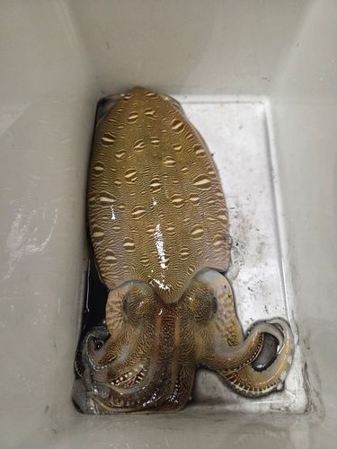 モンゴウイカの釣果