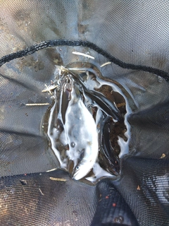 アユの釣果