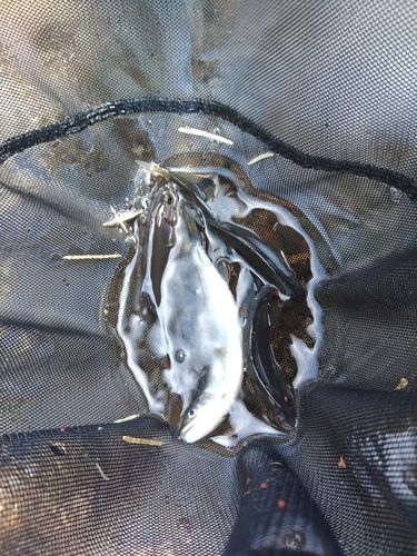 アユの釣果