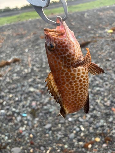 オオモンハタの釣果
