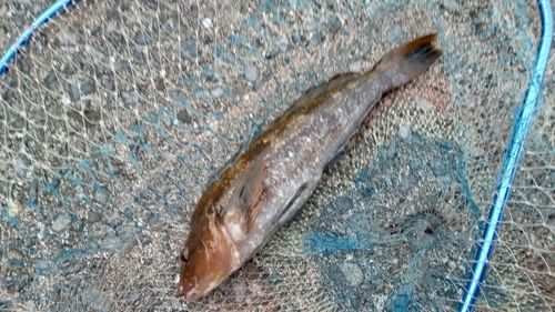 アイナメの釣果